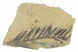 Small Dawn Redwood (Metasequoia) Fossils Grade B - Montana - Photo 2
